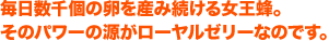 毎日数千個の卵を産み続ける女王蜂。そのパワーの源がローヤルゼリーなのです。
