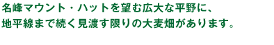 名峰マウント・ハットを望む広大な平野に、地平線まで続く見渡す限りの大麦畑があります。